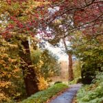 Tranquil forrest path framed by red gold and yellow autumn leaves.