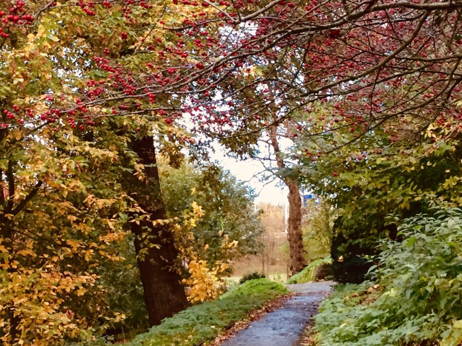 Tranquil forrest path framed by red gold and yellow autumn leaves.