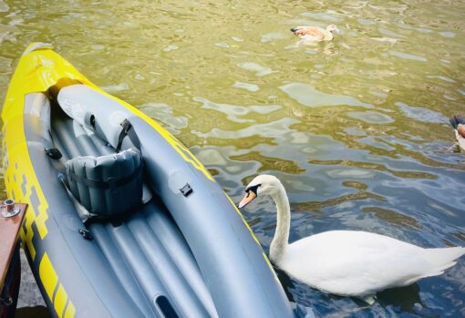 Photo of white swan curiously checking out a kayak.