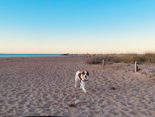 A dog on a deserted beach at dusk. 