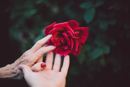 Hand of an older lady with that of a young lady clasping a rose between them. 
