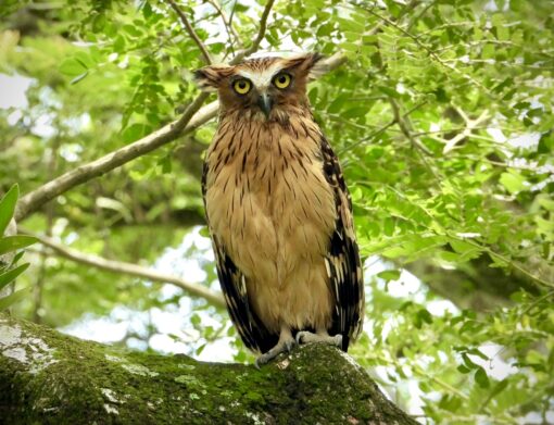 Owl with piercing gaze perched on a branch looking directly at camera.