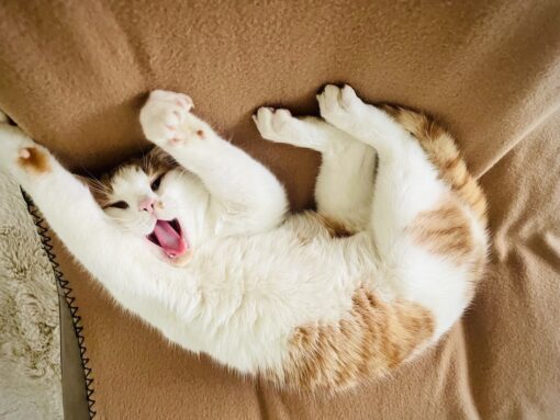 A white & ginger cat on its back in playful pose.