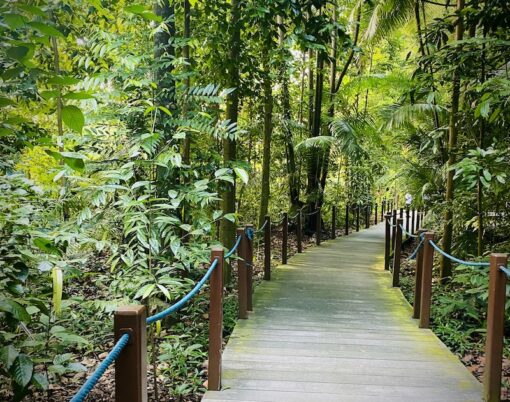 Boardwalk path through a lush tropical park.