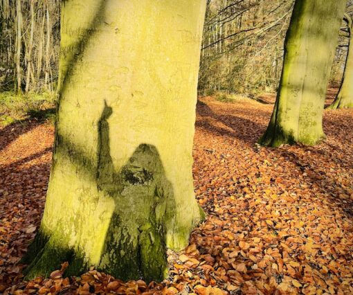 Shadow against a tree showing thumbs-up gesture.