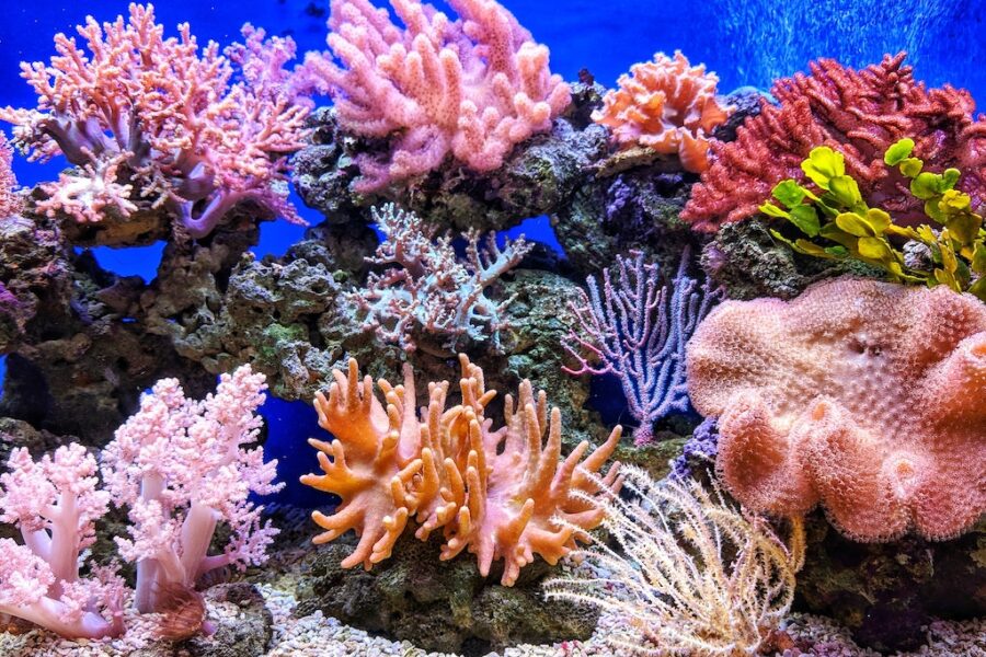 Ocean bed of colourful corals.