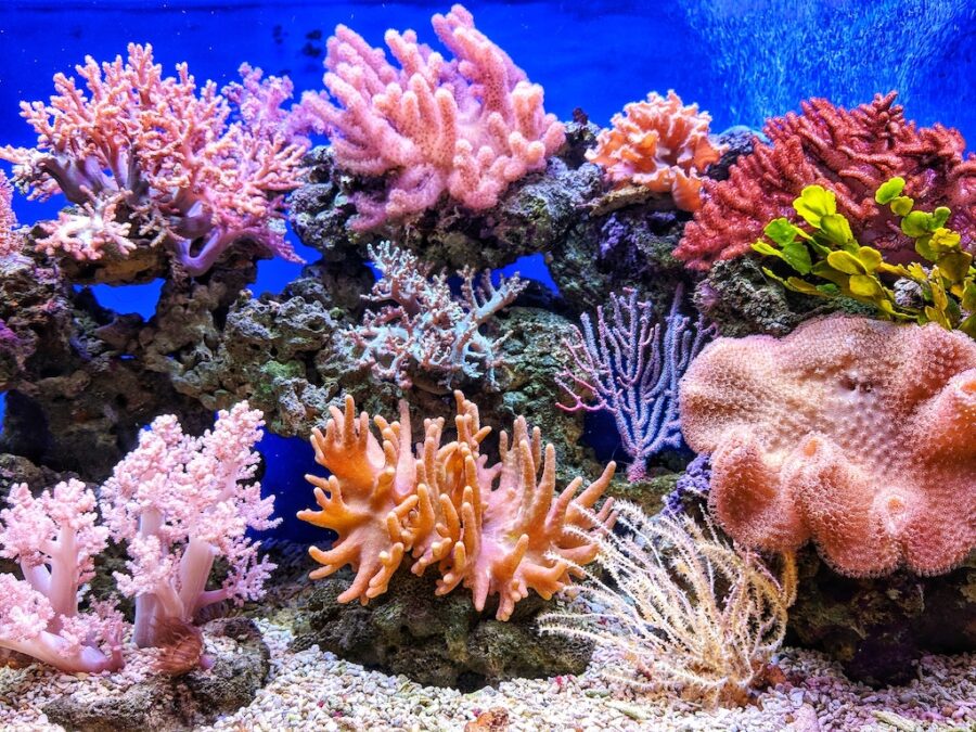 Ocean bed of colourful corals.