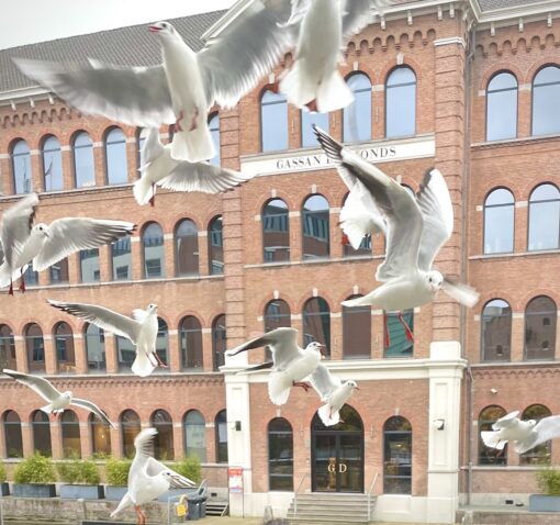 Seagulls with flapping wings soaring in the air.