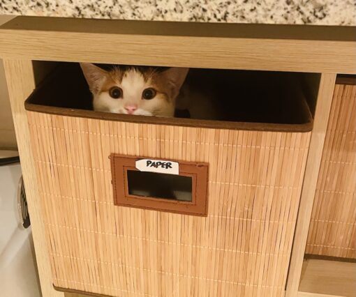 Cat peeping from a box.