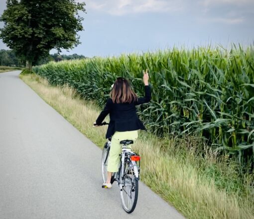 Cyclist among a maize field.