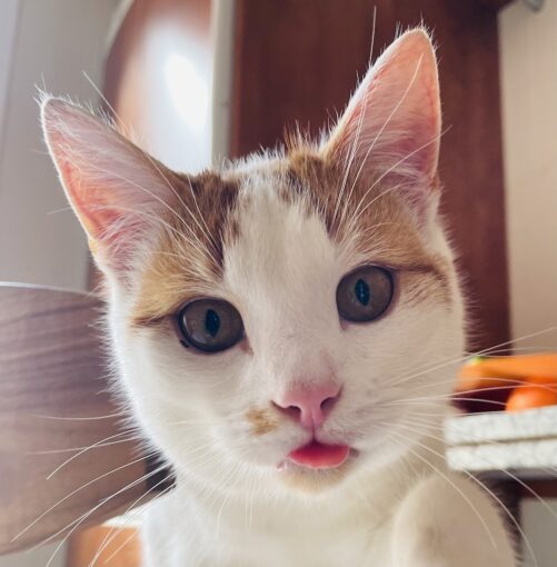 A tabby kitten looking directly at camera with tongue sticking cheekily out. 