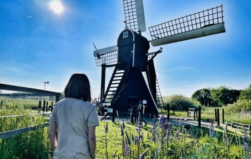 A woman strolling towards an old-fashioned windmill on a sunny day and spring blooms.