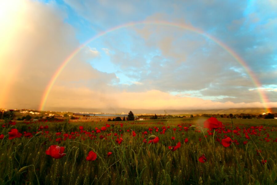 Full rainbow arching over a field of poppies.