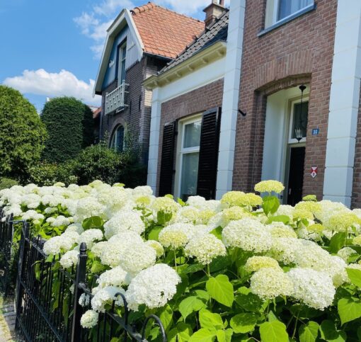 Shot of white blooms in front of a brick house.