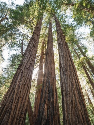 Shot of sequoia trees, reaching to heaven and some more than 1000 years old.