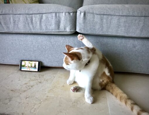 Cat mimicking a yoga pose on a mobile phone.