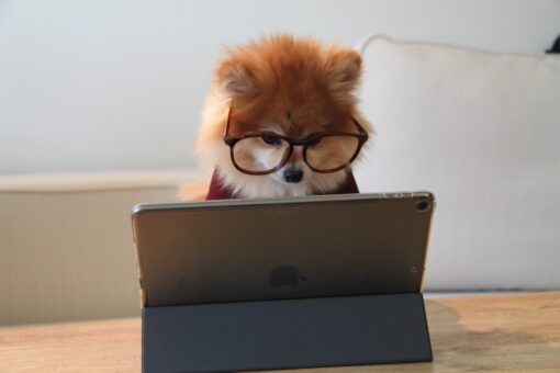 Pomeranian wearing spectacles looking at a tablet.