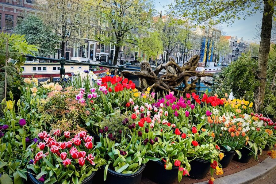 Pots of different types of colourful tulips along a street.