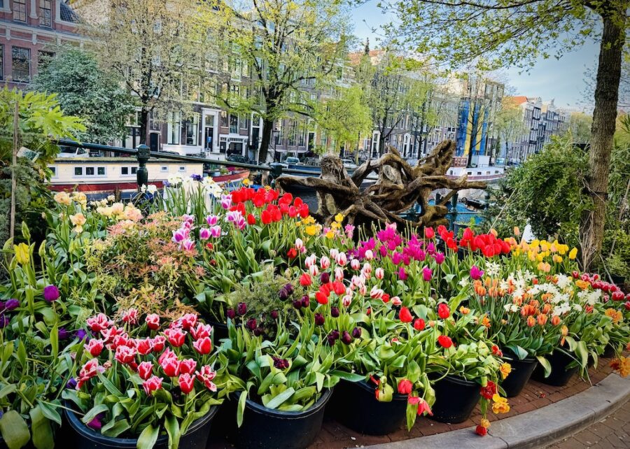 Pots of different types of colourful tulips along a street.