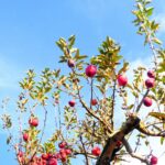 Red apples high up on a tree against a bright blue sky.