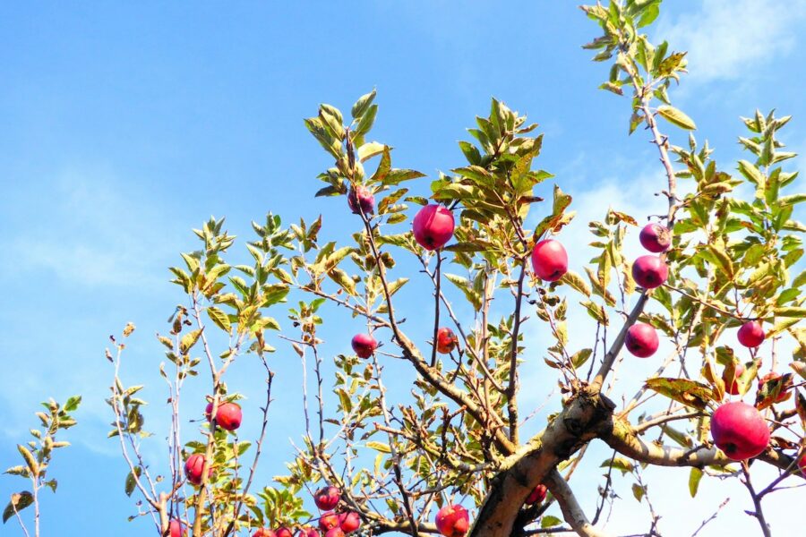 Red apples high up on a tree against a bright blue sky.