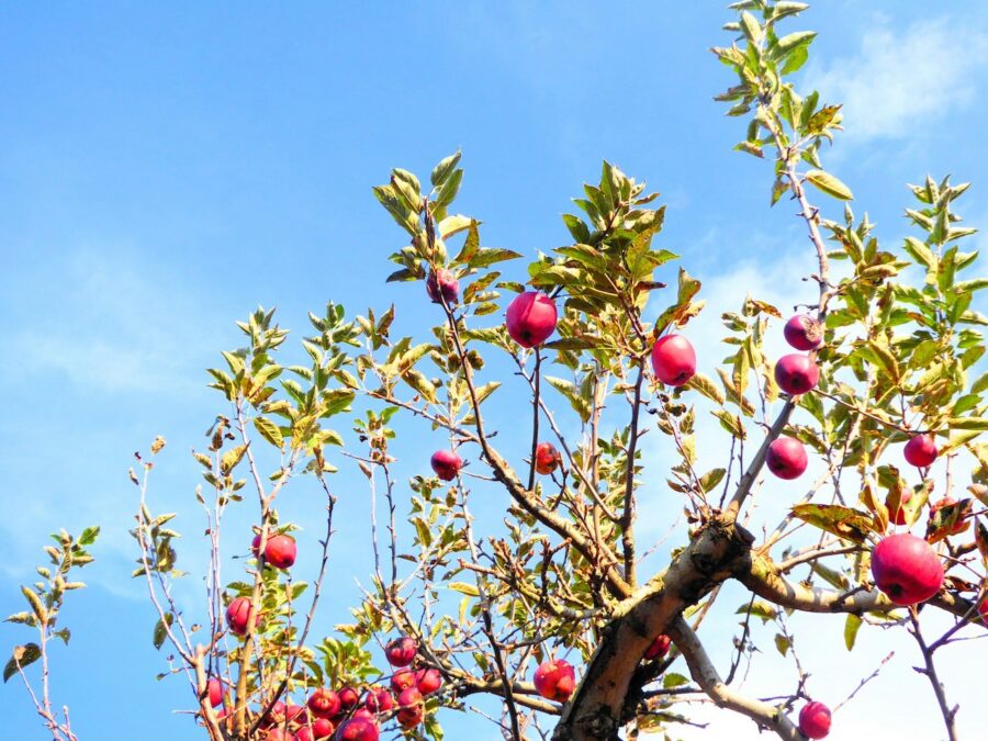 Red apples high up on a tree against a bright blue sky.