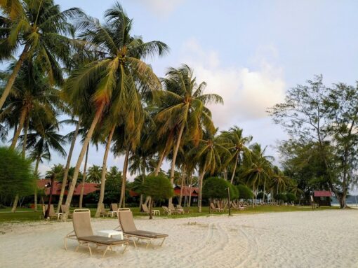 Coconut trees arched over 2 sun lounges on a sandy beach against sunny sky.