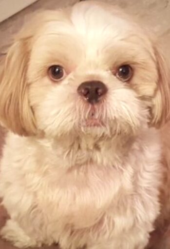 A white and beige Shih Tzu sitting on the floor and looking right into the camera with doleful soft brown eyes.