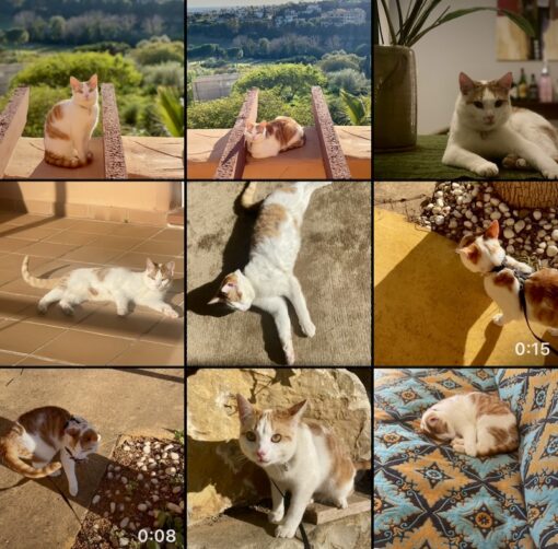 Collage of photos of a white and ginger tabby cat.