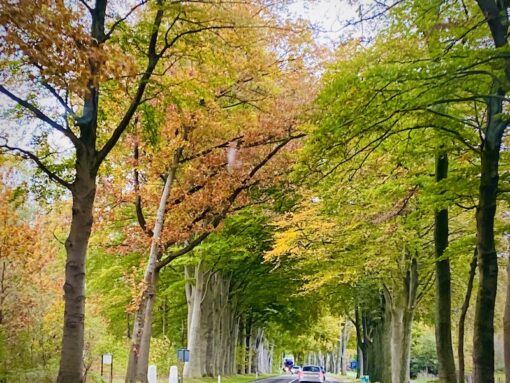 Mature shady trees along both sides of a road.